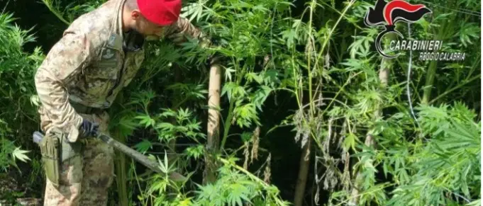 Gioiosa Ionica, scoperta una piantagione di cannabis