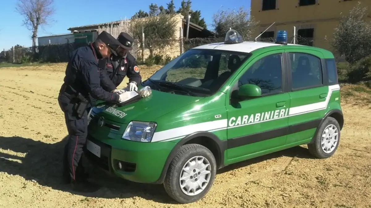 Caulonia, sorpreso a tagliare eucaliptus in bosco privato: 37enne denunciato