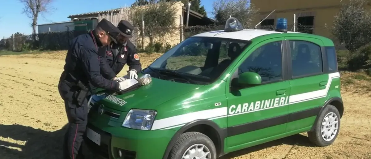 Caulonia, sorpreso a tagliare eucaliptus in bosco privato: 37enne denunciato