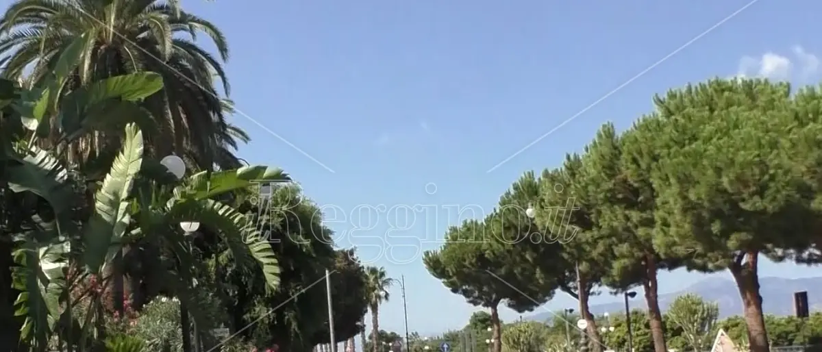 Reggio, il Comune tutela il patrimonio arboreo di pregio