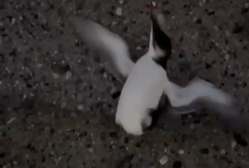 Una gazza di mare (scambiata per pinguino) pescata a Bovalino, la denuncia del Wwf