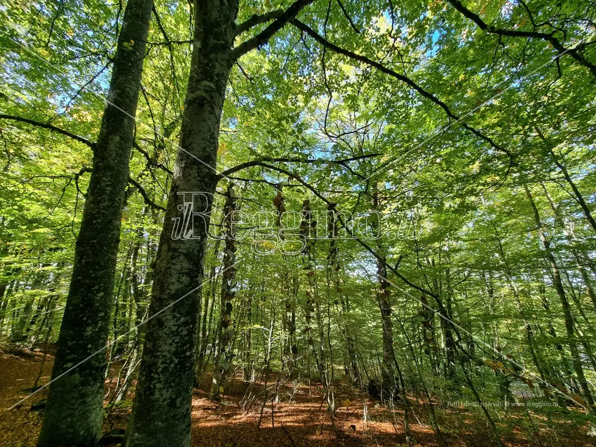 Dalla cittadinanza attiva alla tutela dell’Aspromonte: a Molochio la Giornata Ecologica “Bosco Pulito” promossa dai Lions