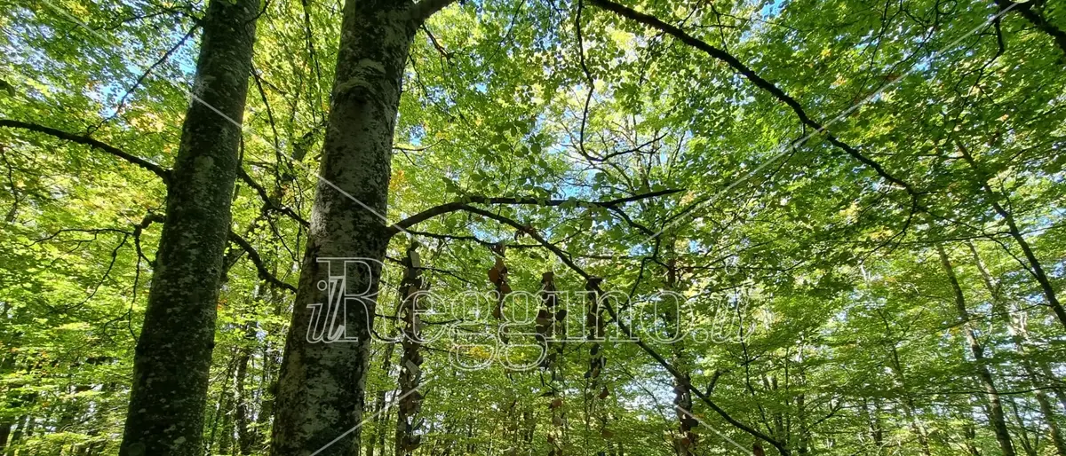 Dalla cittadinanza attiva alla tutela dell’Aspromonte: a Molochio la Giornata Ecologica “Bosco Pulito” promossa dai Lions
