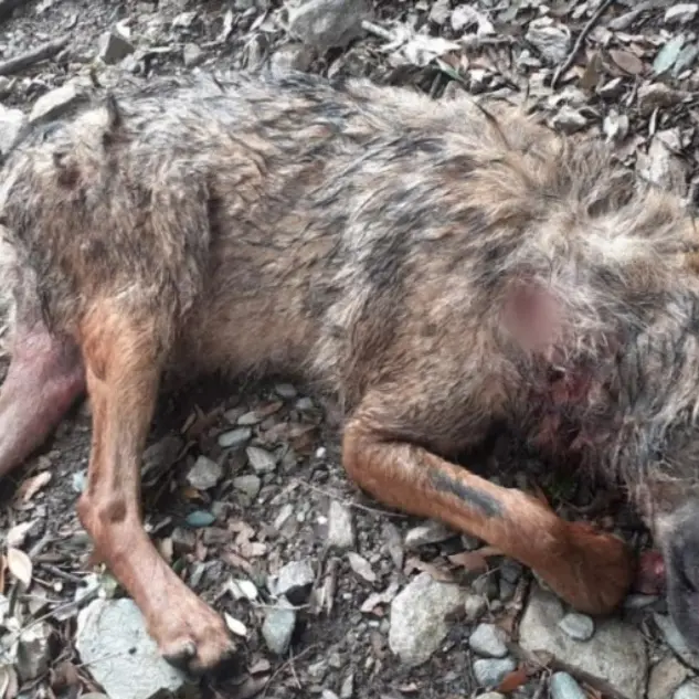 Parco d’Aspromonte, lupo ucciso a colpi di fucile