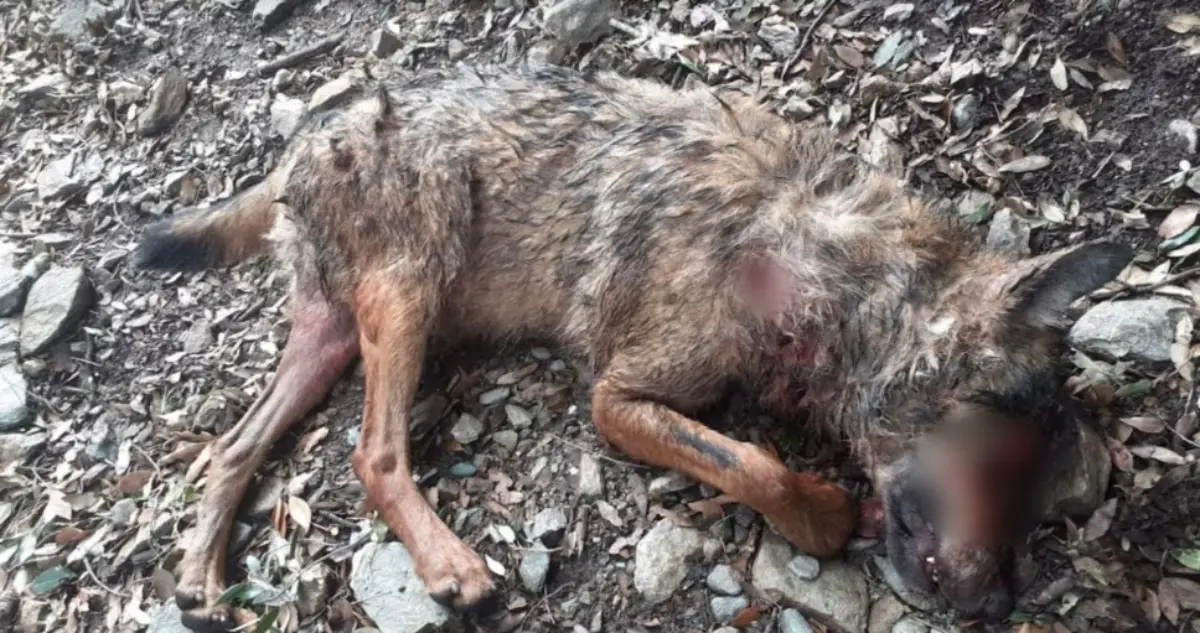 Parco d’Aspromonte, lupo ucciso a colpi di fucile