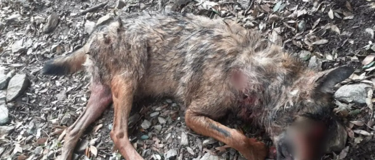 Parco d’Aspromonte, lupo ucciso a colpi di fucile