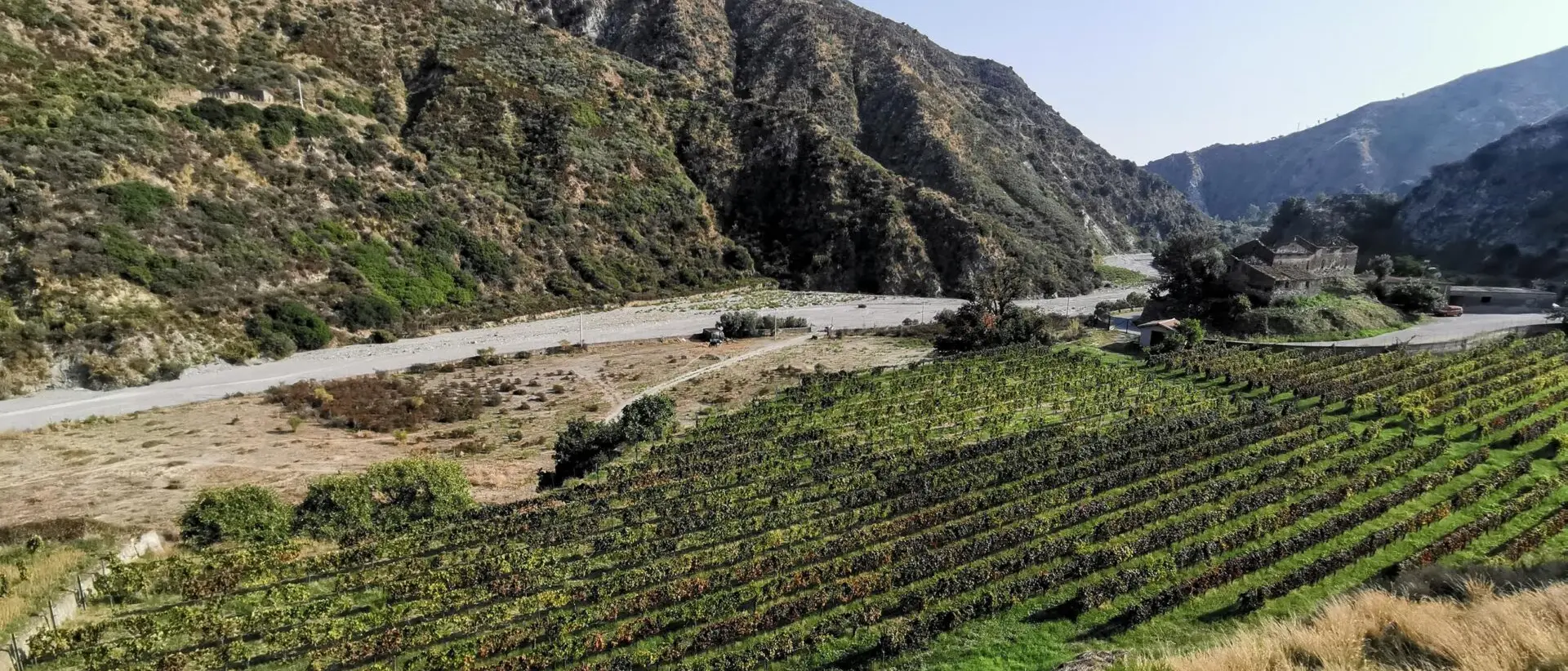 Area Grecanica, al via un'indagine per censire vitigni e antichi palmenti