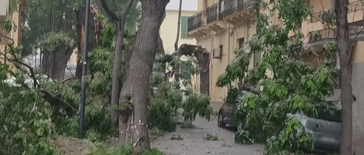 Reggio, ramo finisce su un'auto in via Preti
