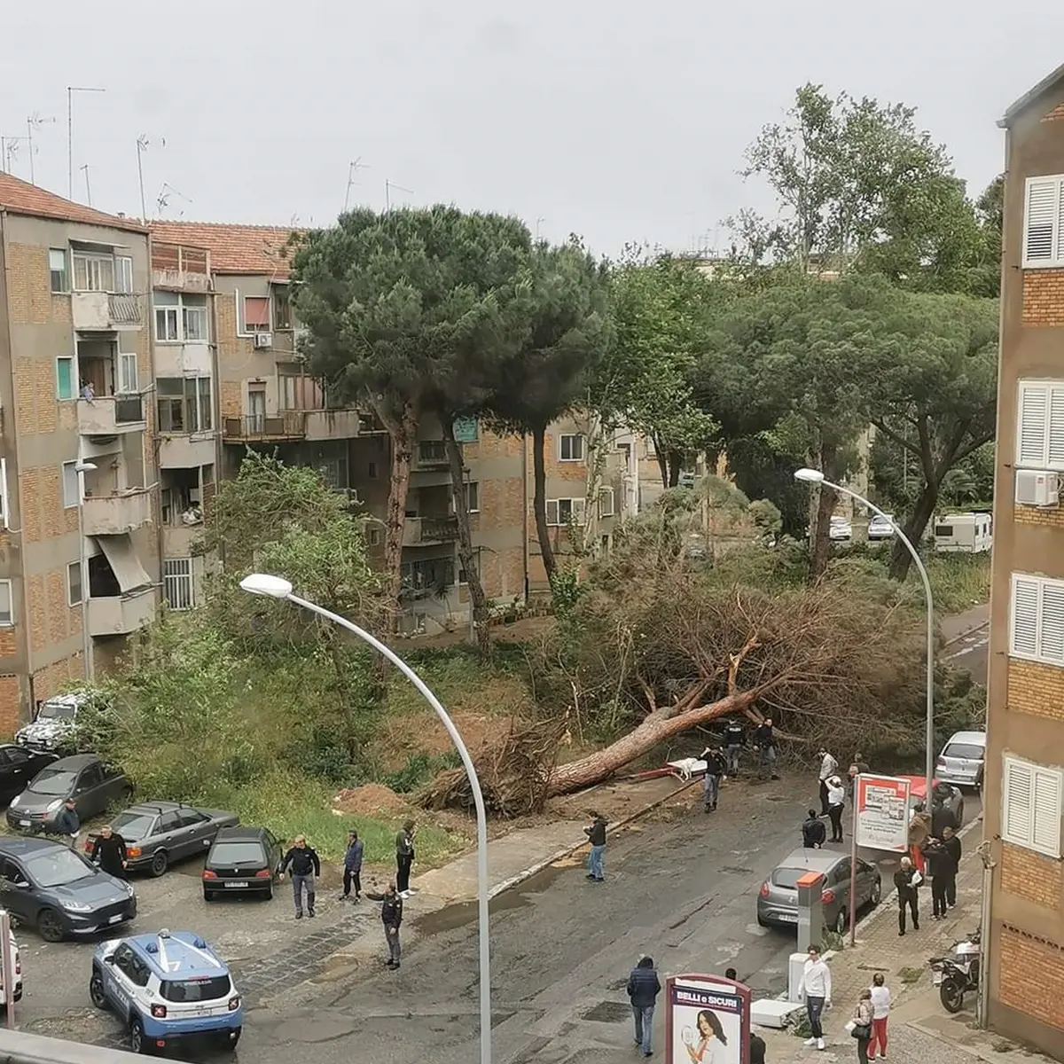 Morto schiacciato da un albero a Reggio, la Procura apre un'inchiesta