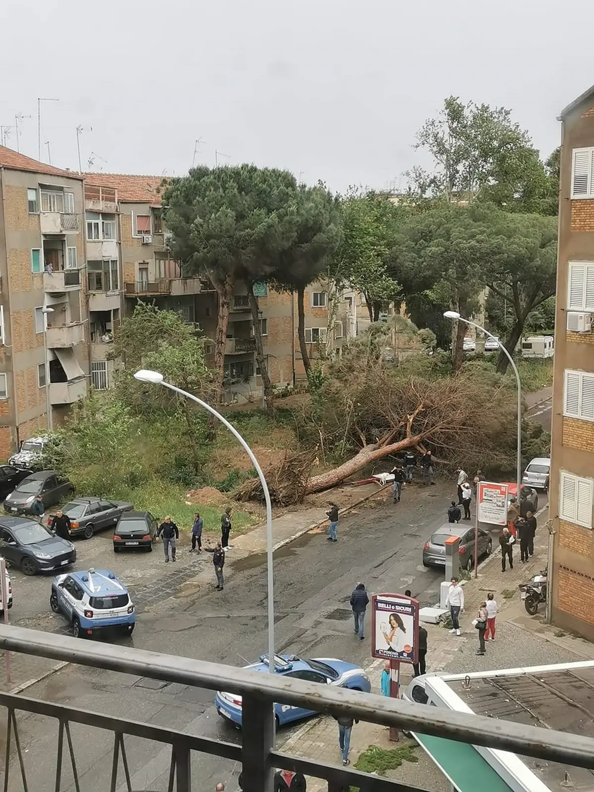 Morto schiacciato da un albero a Reggio, la Procura apre un'inchiesta