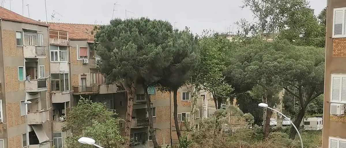 Morto schiacciato da un albero a Reggio, la Procura apre un'inchiesta