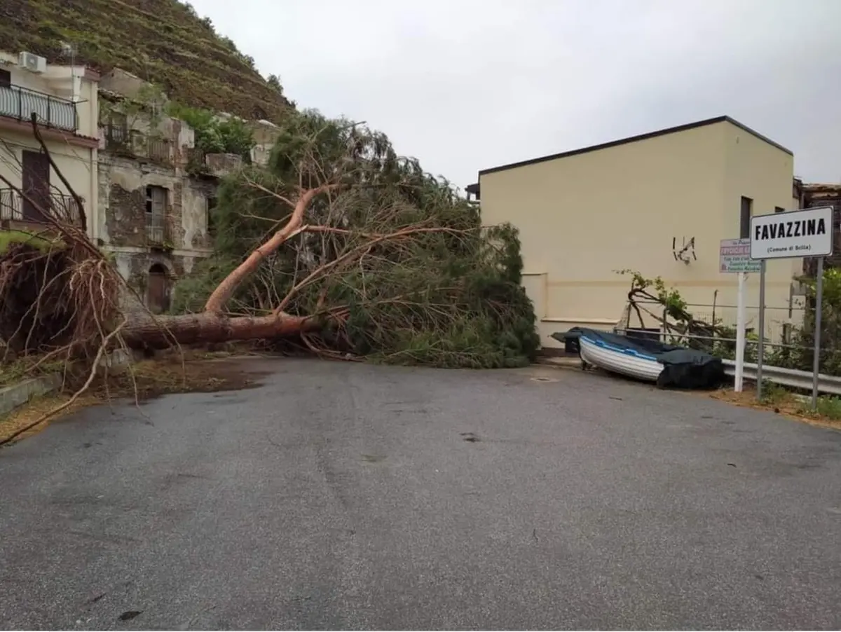 Scilla, unica strada di accesso alla frazione di Favazzina interdetta dal crollo di un albero - VIDEO
