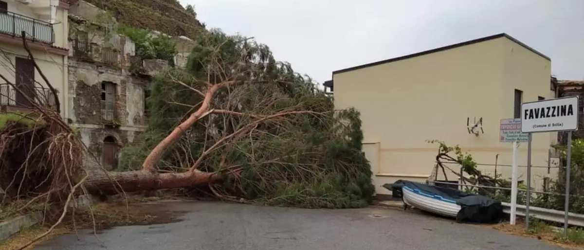Scilla, unica strada di accesso alla frazione di Favazzina interdetta dal crollo di un albero - VIDEO