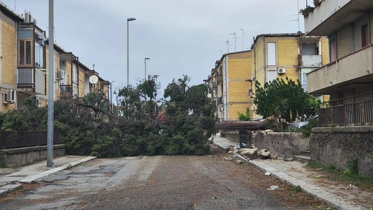 Maltempo nel Reggino, Confeuro: «Subito ristori per gli agricoltori che hanno subito danni»