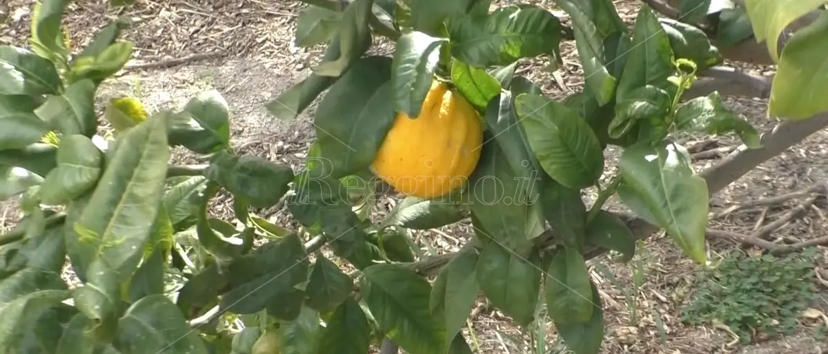 Al porto antico di Genova, la festa dei Saperi e dei Sapori anche reggini