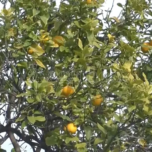 Reggio, domani la presentazione di Bergarè