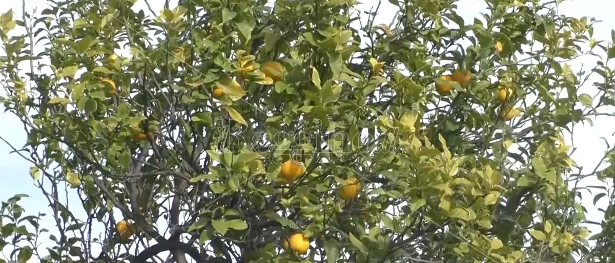 Reggio, domani la presentazione di Bergarè