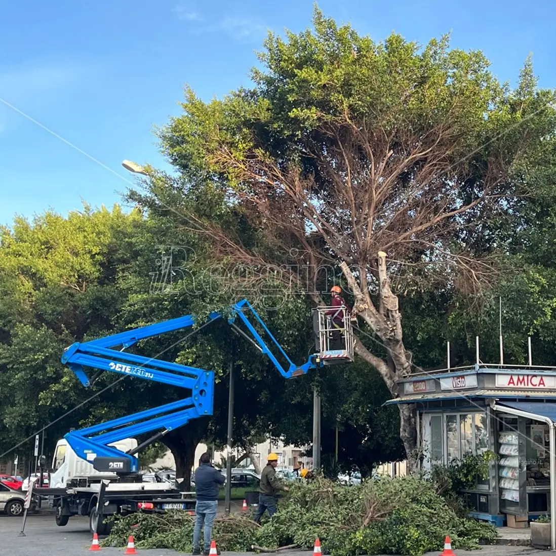 Reggio, al via la potatura degli alberi di piazza Garibaldi