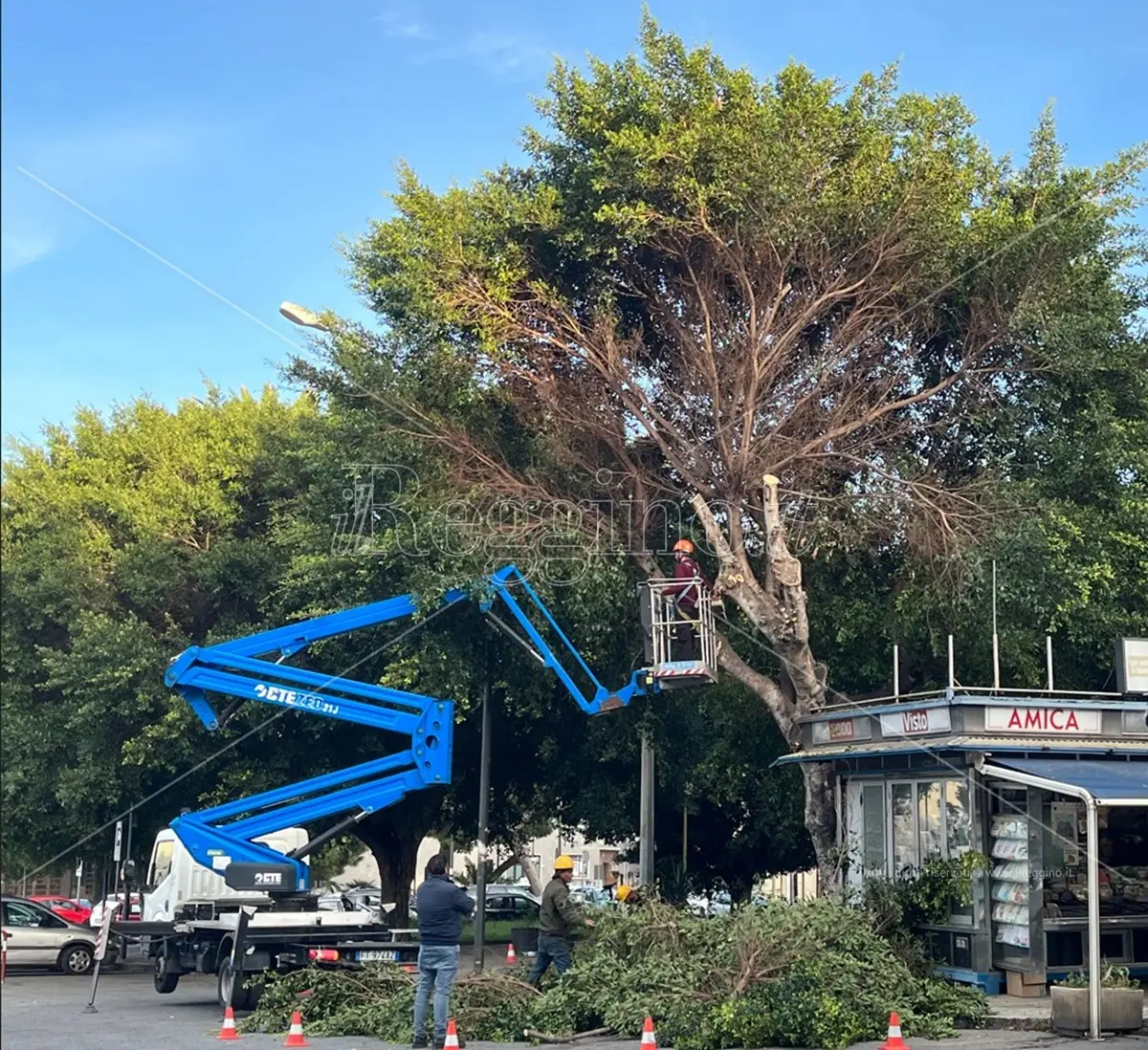 Reggio, al via la potatura degli alberi di piazza Garibaldi