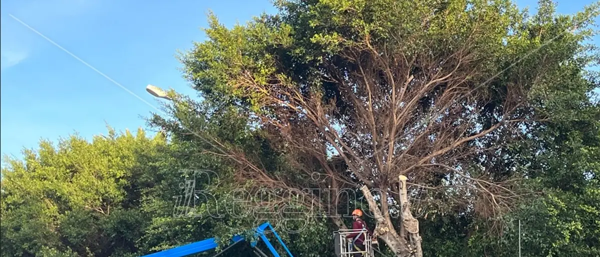 Reggio, al via la potatura degli alberi di piazza Garibaldi