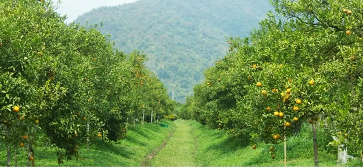 Inchiesta Blu notte, ecco come i Bellocco imponevano il pizzo agli agricoltori tra Rosarno e Vibo