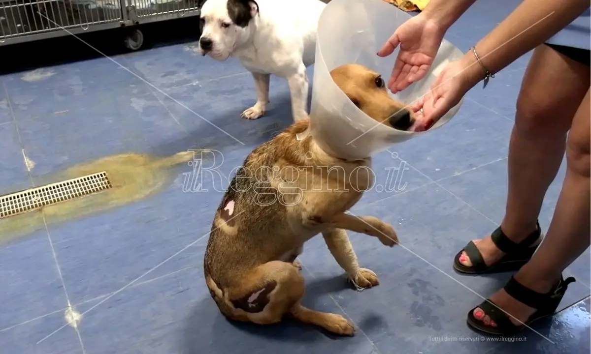 Bovalino, i volontari di Anime Randagie salvano il cagnolino Pluto