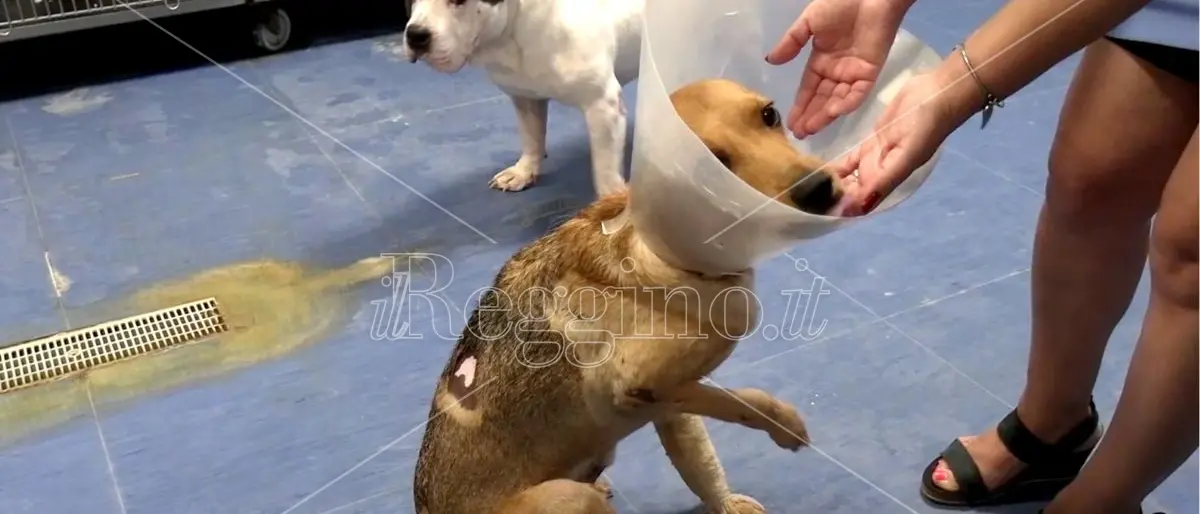 Bovalino, i volontari di Anime Randagie salvano il cagnolino Pluto