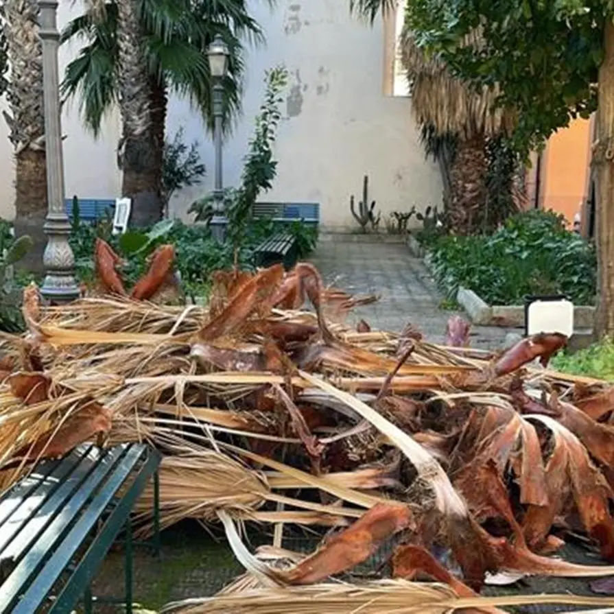 Reggio, cade per il vento il fogliame della palma nella piazzetta del viale Galilei