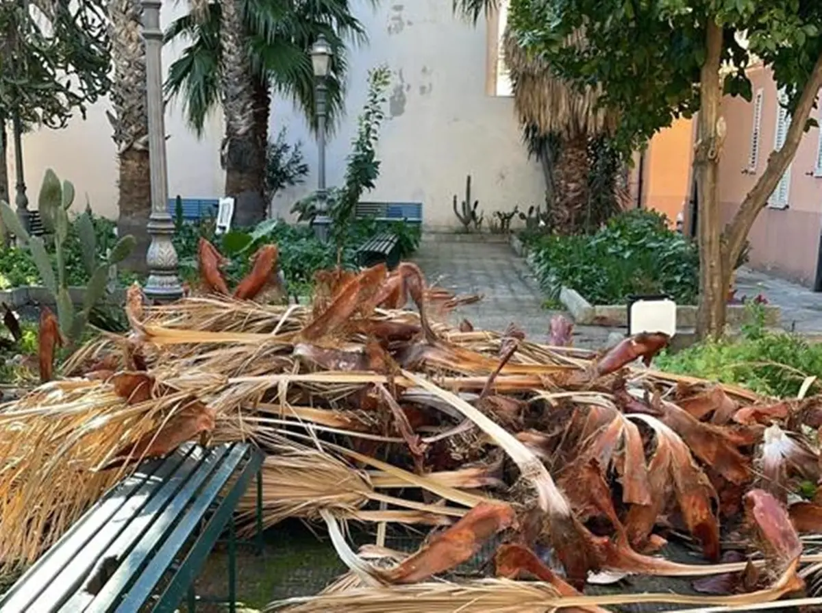 Reggio, cade per il vento il fogliame della palma nella piazzetta del viale Galilei