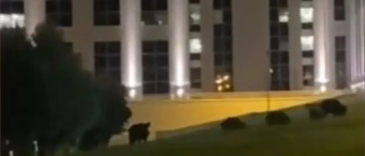 Regione, Csa Cisal: «Cittadella presa d’assalto dai cinghiali»