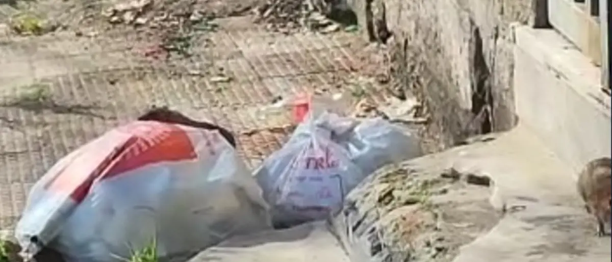 Gioia Tauro, Fratelli d’Italia denuncia il «degrado urbano, pietoso e ingiustificabile»