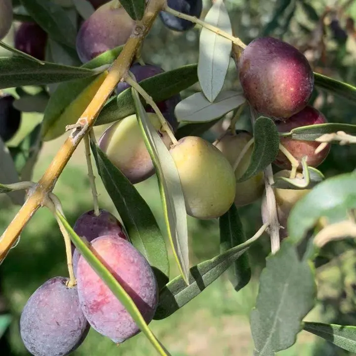 L’Oliva Grossa di Gerace, una cultivar storica da riscoprire
