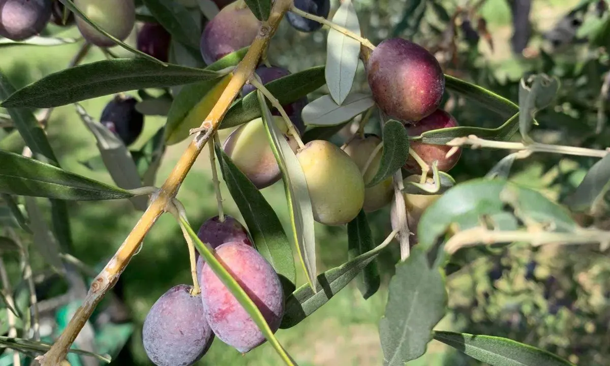 L’Oliva Grossa di Gerace, una cultivar storica da riscoprire