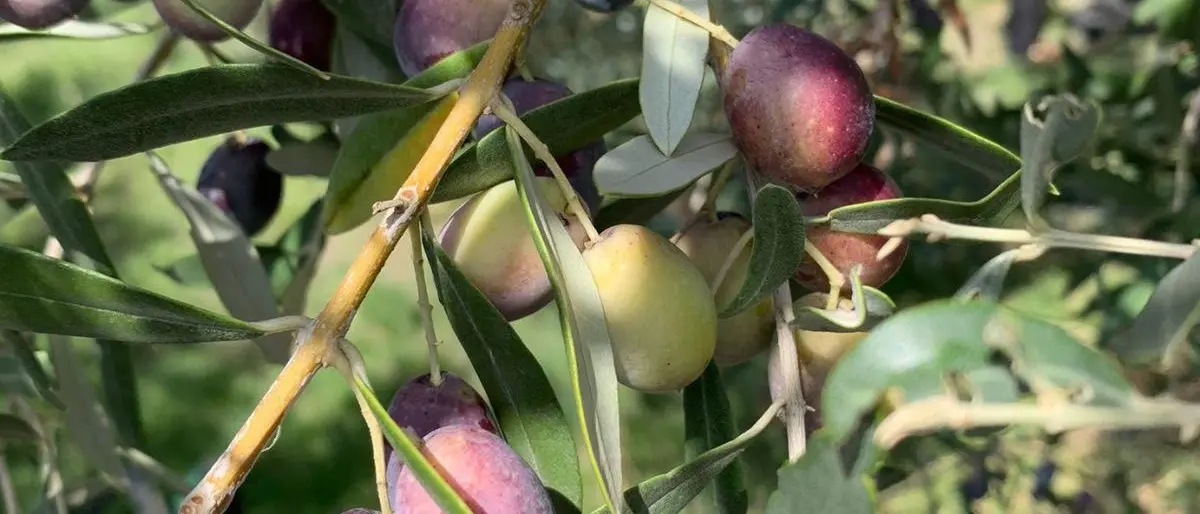 L’Oliva Grossa di Gerace, una cultivar storica da riscoprire
