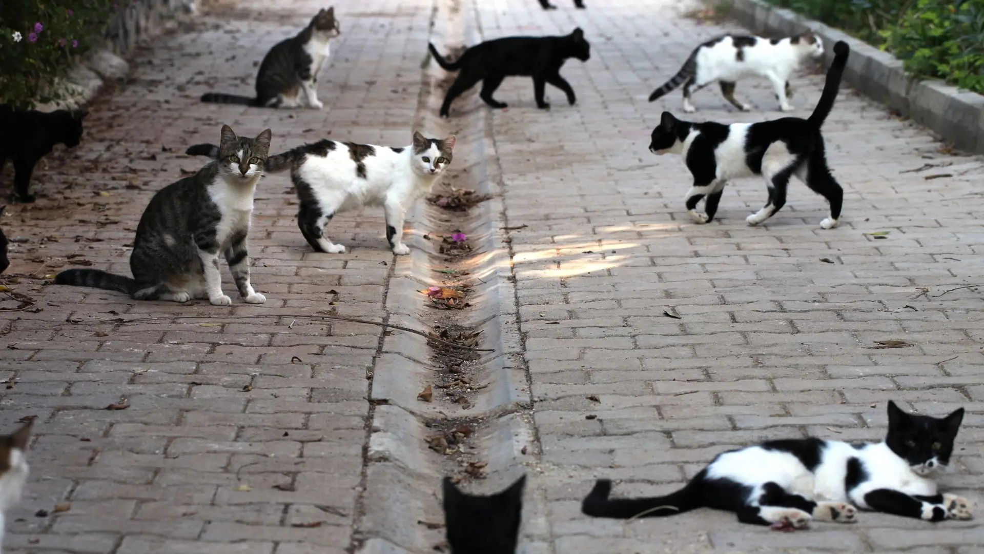 Reggio, la storia a lieto fine del gatto soccorso in strada: dalla Lav plauso a Brunetti