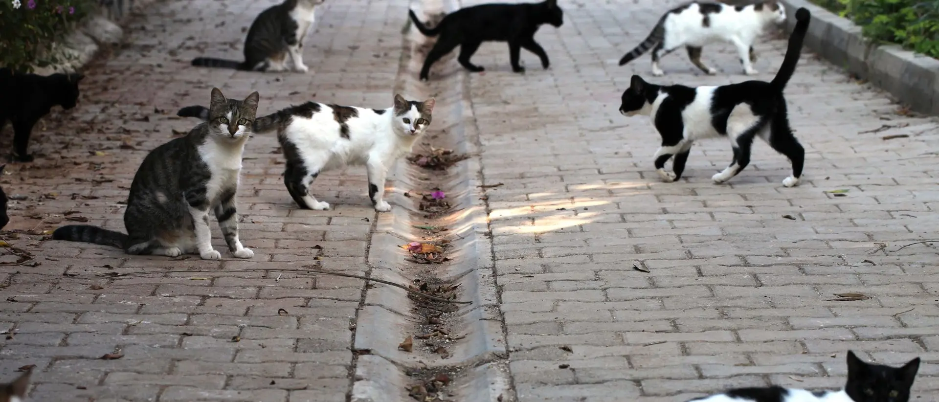 Reggio, la storia a lieto fine del gatto soccorso in strada: dalla Lav plauso a Brunetti
