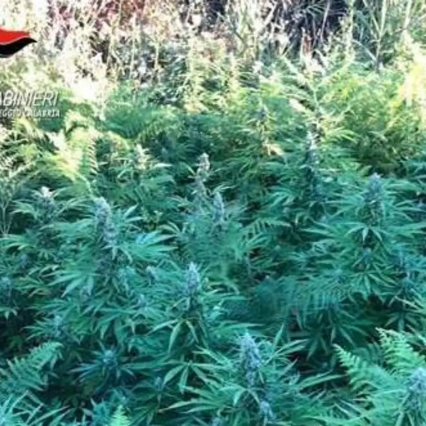San Roberto, scoperta piantagione di cannabis: due arresti