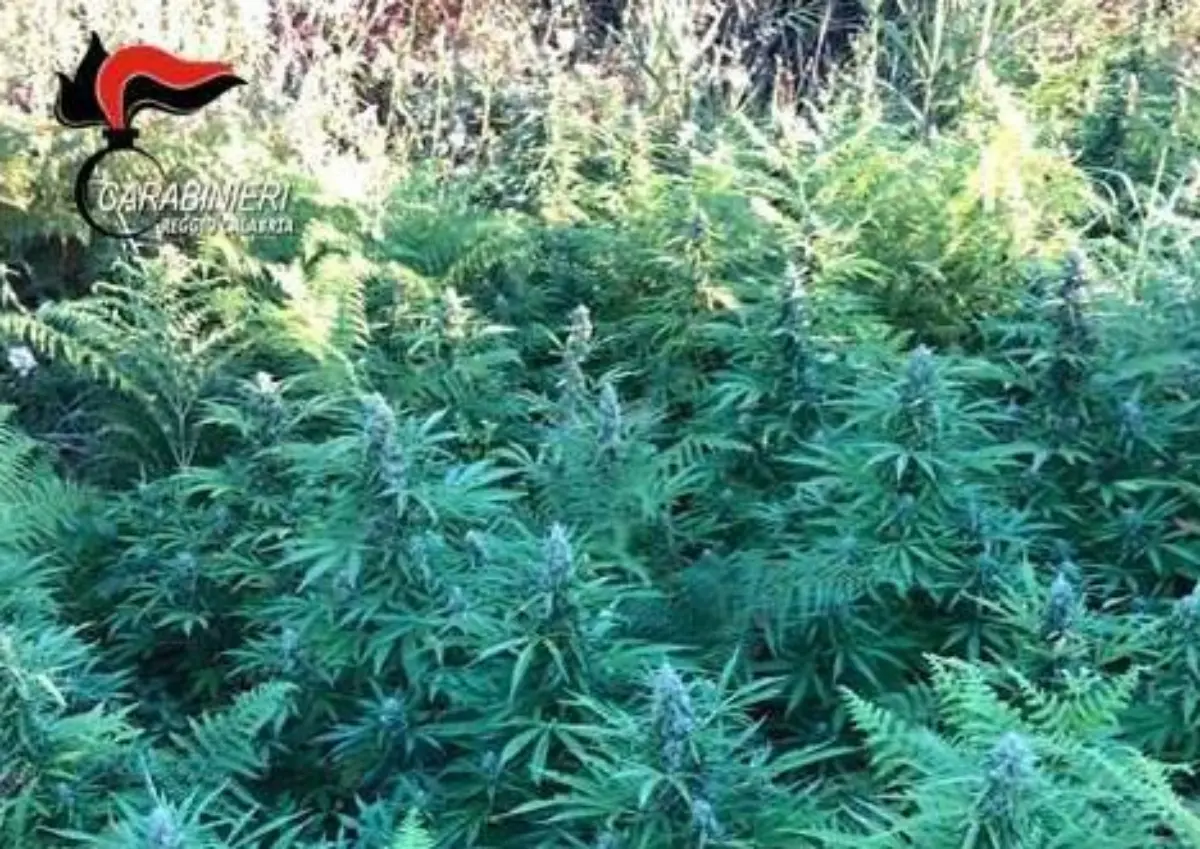 San Roberto, scoperta piantagione di cannabis: due arresti