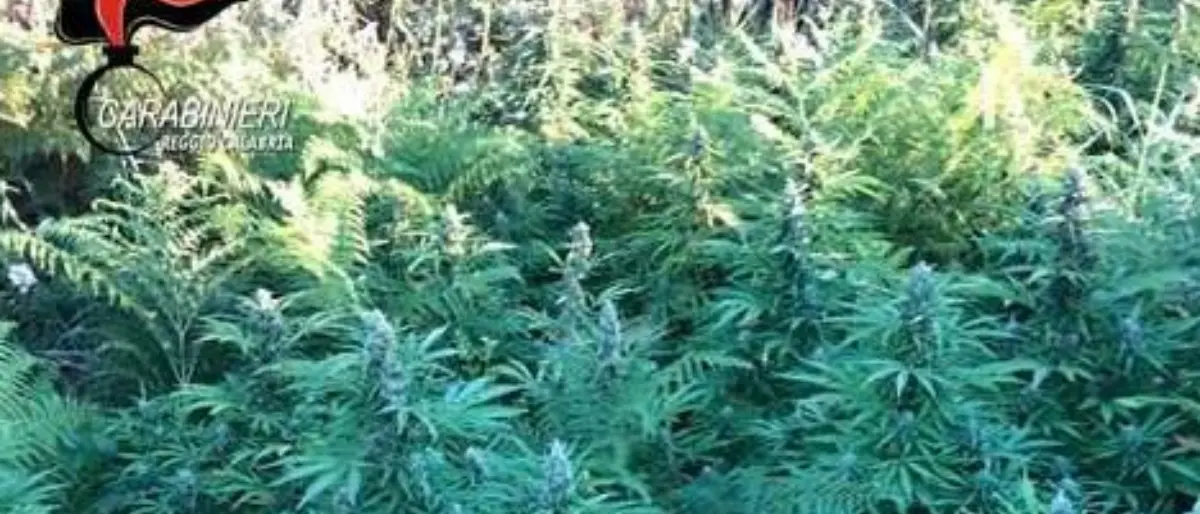 San Roberto, scoperta piantagione di cannabis: due arresti