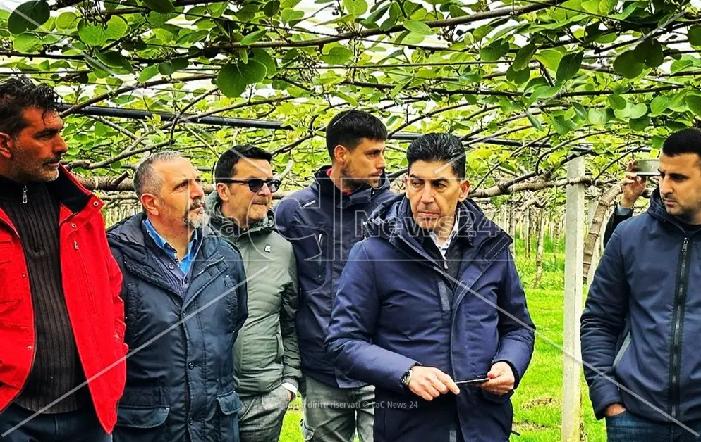Rosarno, la storia del Kiwi nella Piana di Gioia Tauro