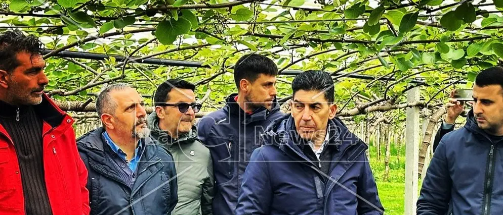 Rosarno, la storia del Kiwi nella Piana di Gioia Tauro