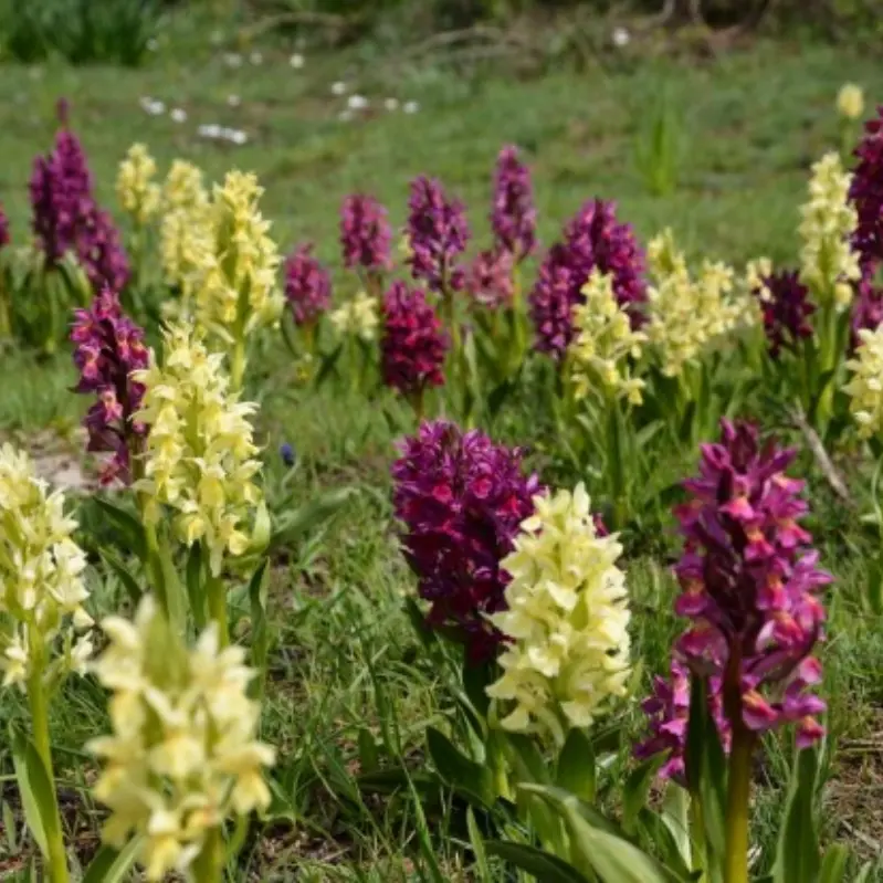 Roccella Jonica diventa capitale delle orchidee dal 27 al 30 aprile
