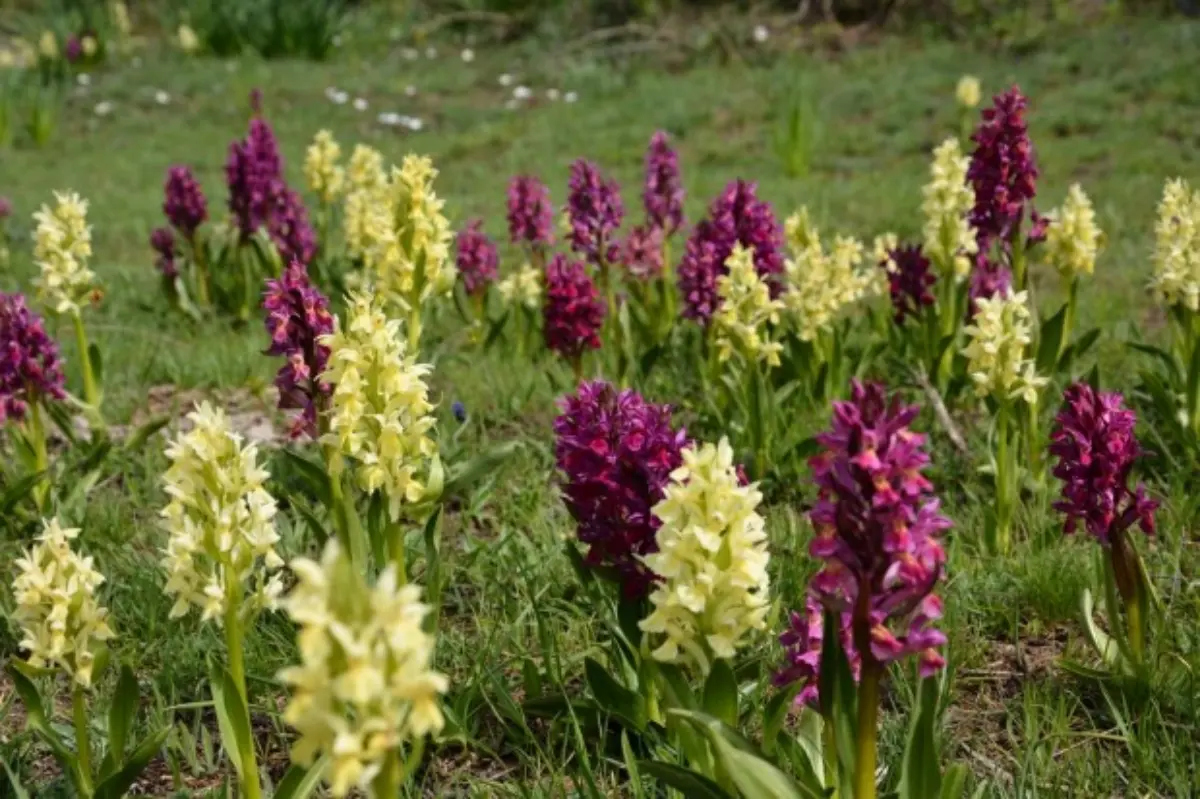 Roccella Jonica diventa capitale delle orchidee dal 27 al 30 aprile