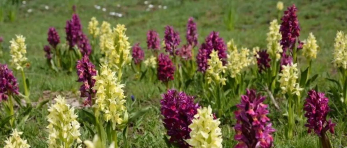 Roccella Jonica diventa capitale delle orchidee dal 27 al 30 aprile