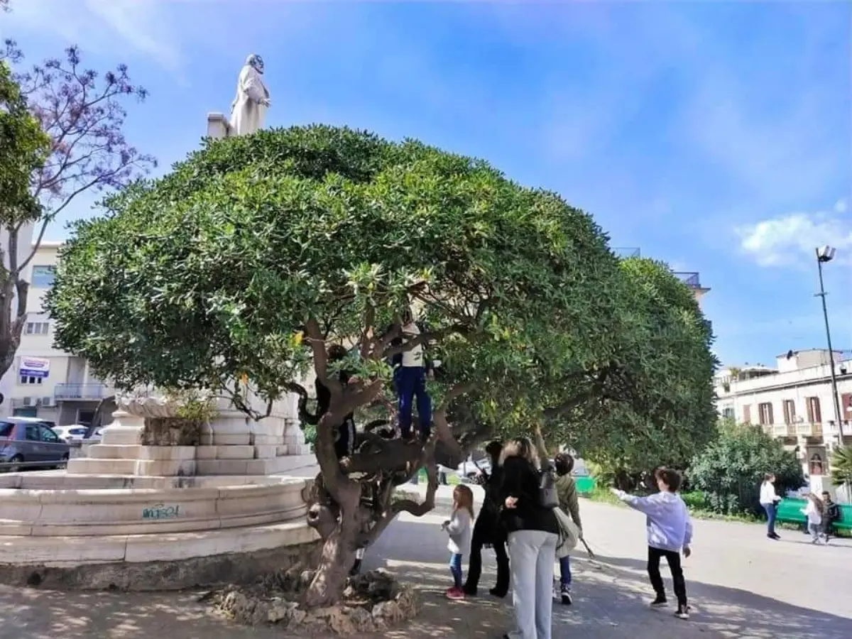 Piazza De Nava a Reggio, «che fine hanno fatto gli alberi tagliati»