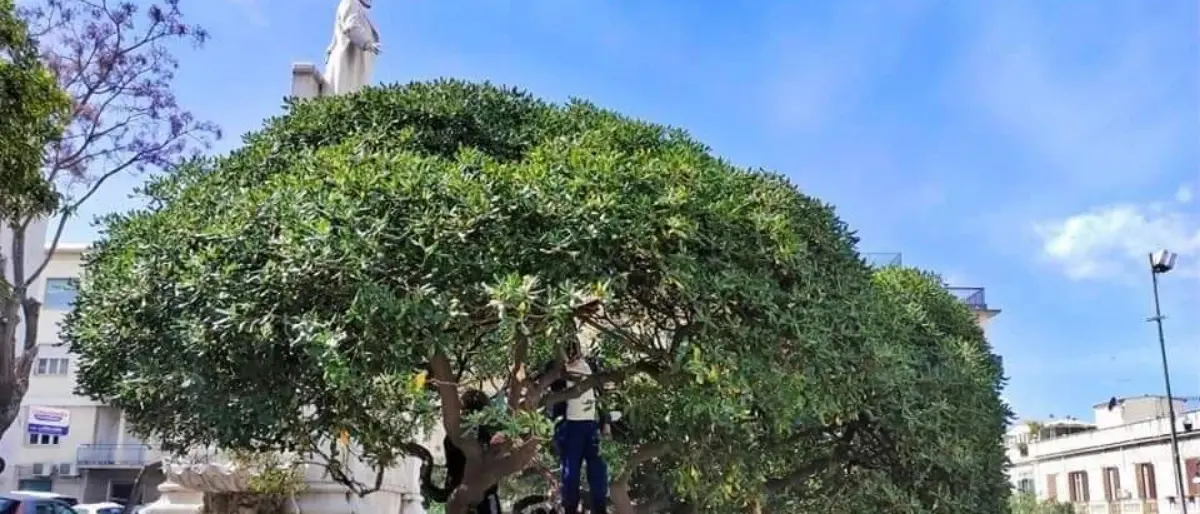 Piazza De Nava a Reggio, «che fine hanno fatto gli alberi tagliati»