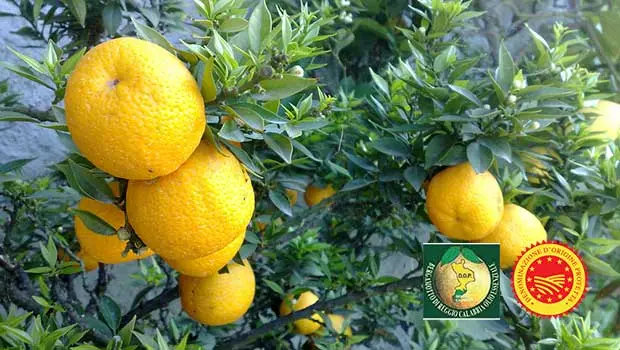 Reggio, il bergamotto protagonista al MacFrut di Rimini
