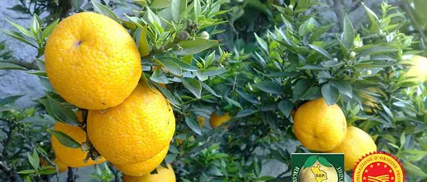 Reggio, il bergamotto protagonista al MacFrut di Rimini