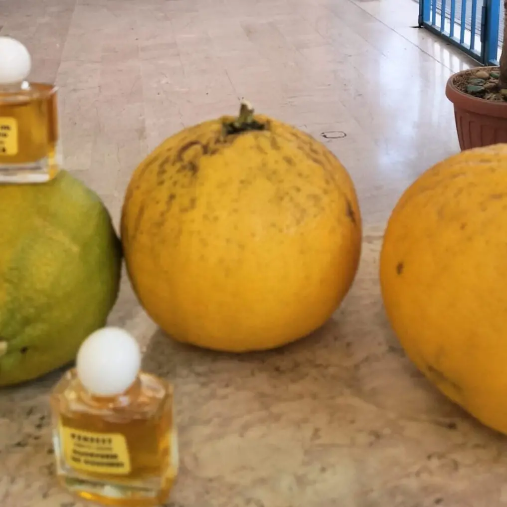 Reggio, la stazione di Santa Caterina profumerà di Bergamotto