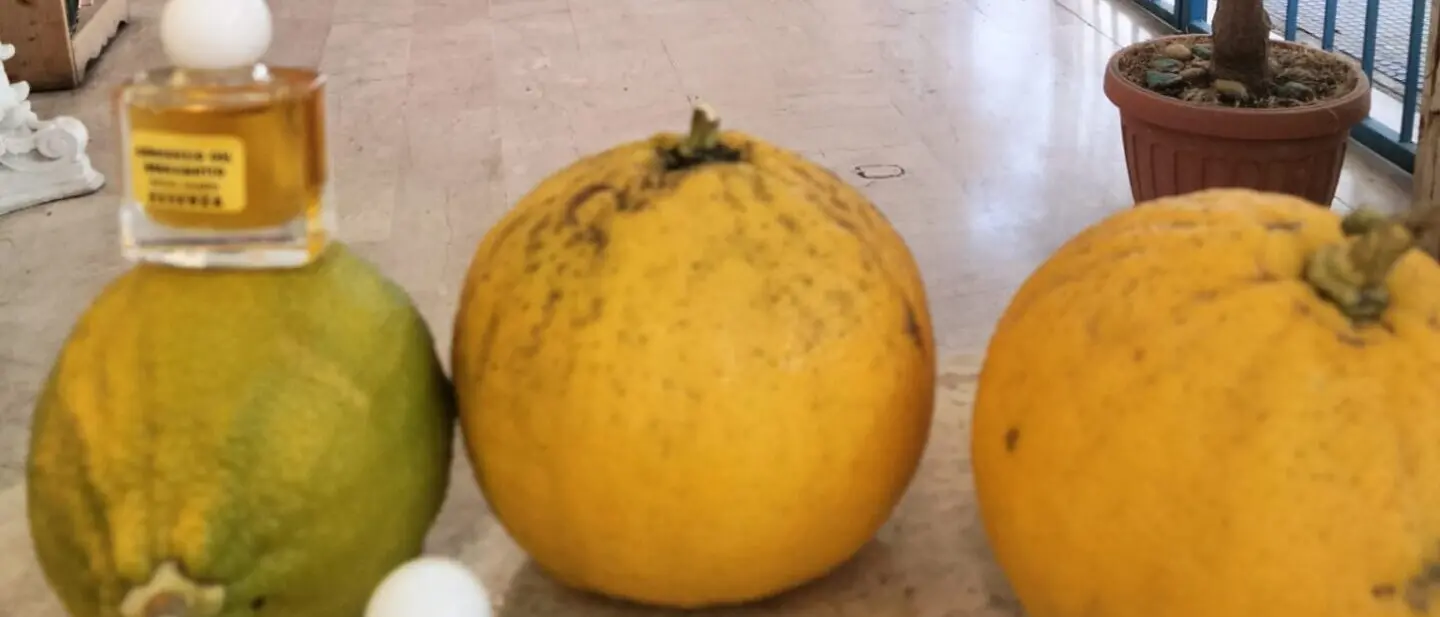 Reggio, la stazione di Santa Caterina profumerà di Bergamotto